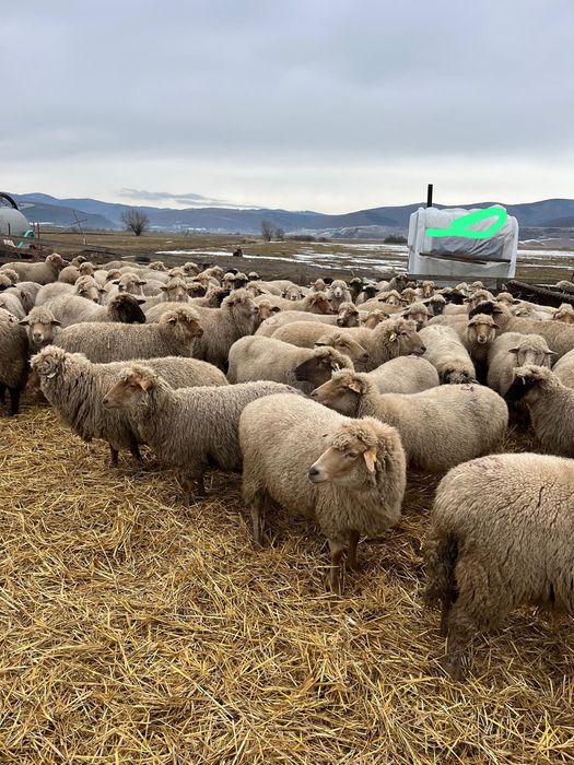 Oi tigaie varietate ruginie