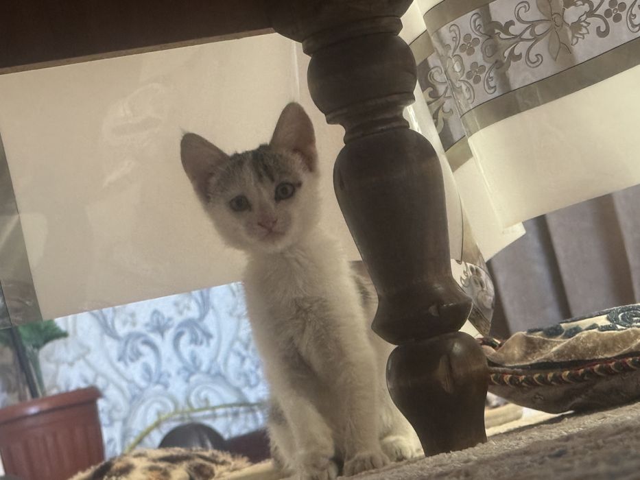 Котенок маленький