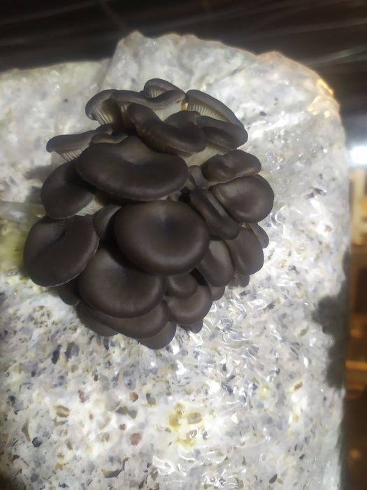 Вешинка Кузикорин уруги семена Ка 17 штп