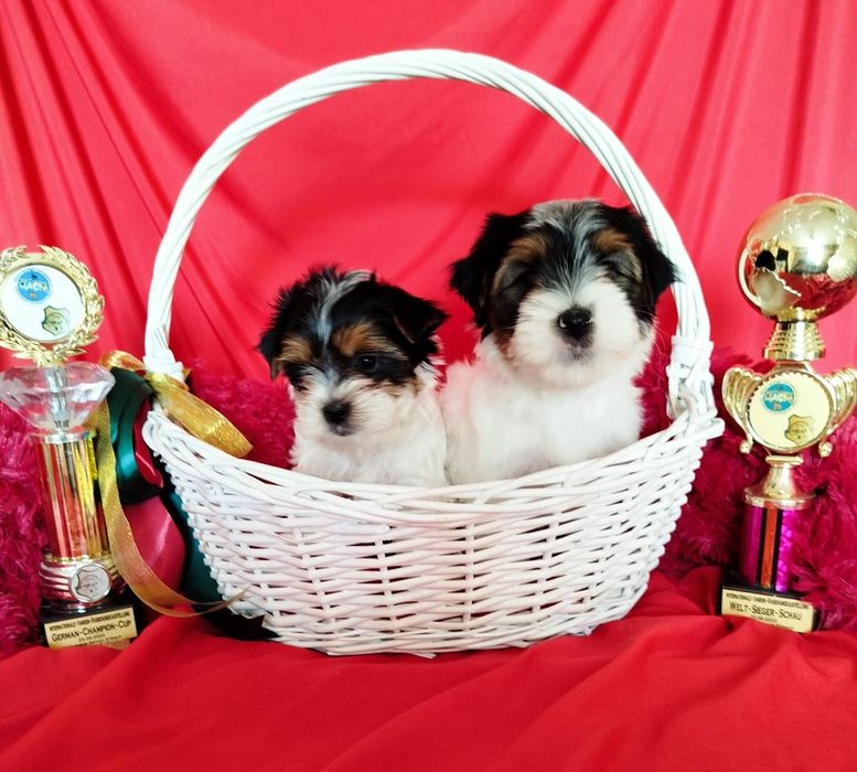 Очаровательные щенки бивера.