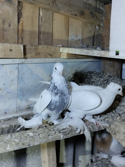 Голуби домашние.
