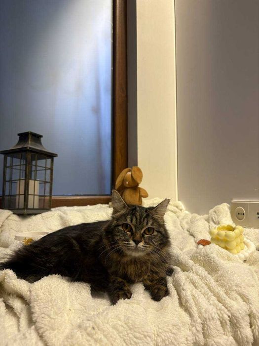 Подарю домашнюю кошечку