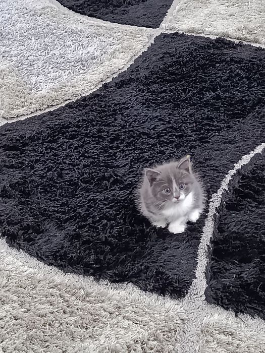 Котята в добрые руки, кушают все к лотку приучены