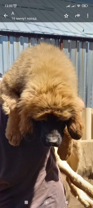 вязка тибесткий мастиф кобель