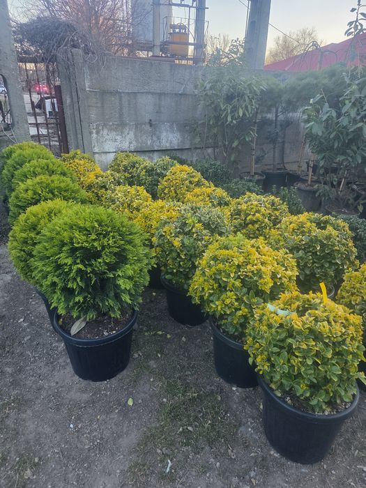 Plante ornamentale pentru gradina