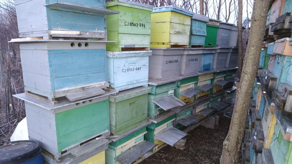 Lăzi albine, stupi, 10 rame