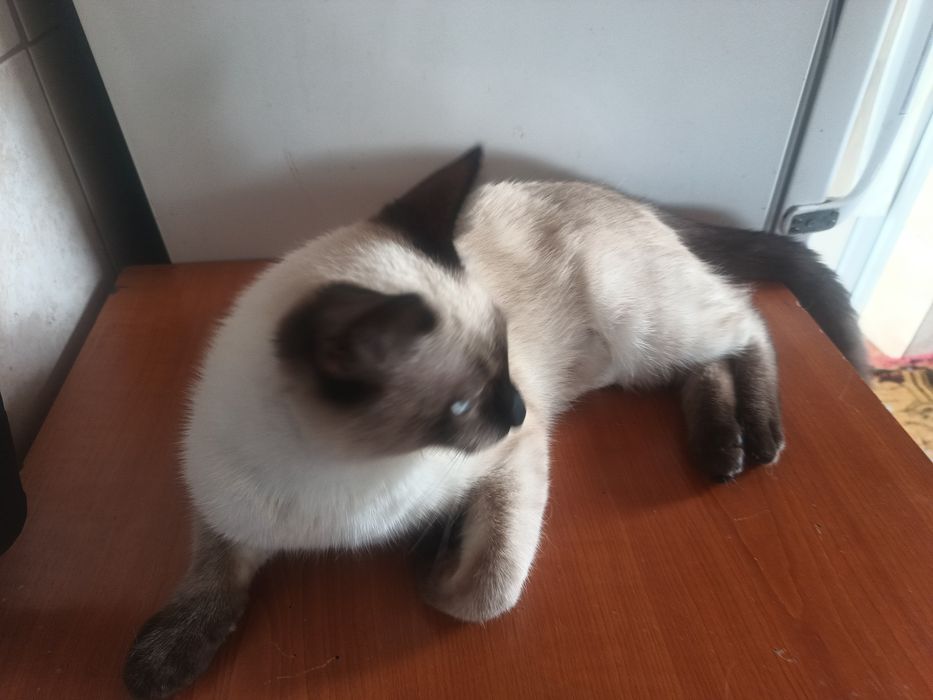 Motănaș rasa siameza.