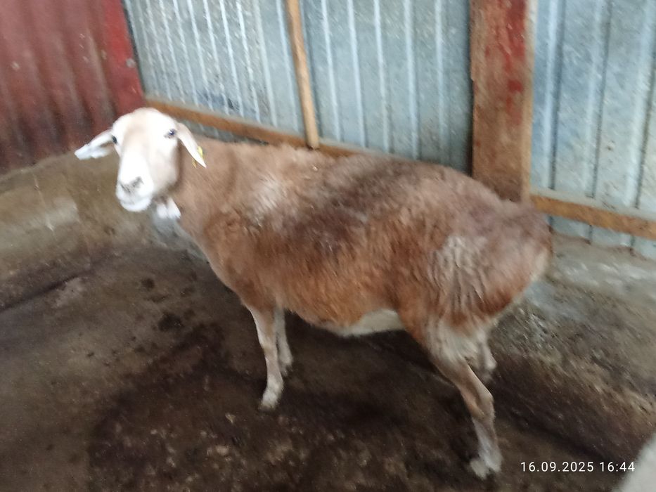 Продам бараны жырные срочно