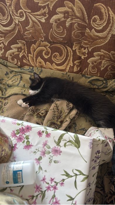 Котята здоровые чистые