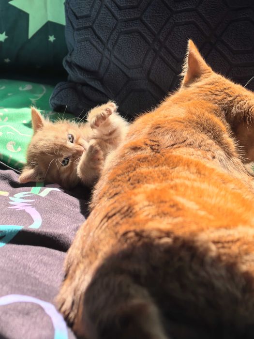 Подарявам Котета