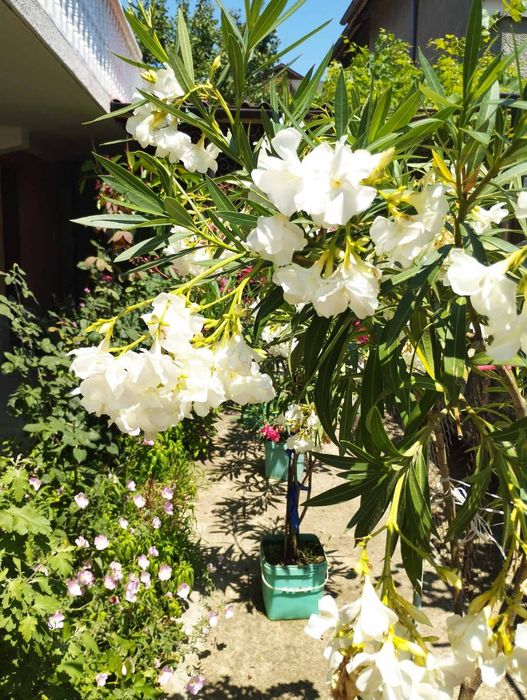 Зукум (олеандър)