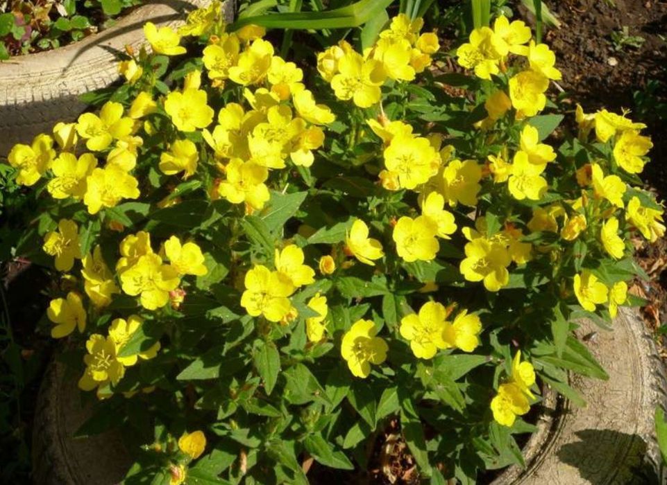 Продаю садовую рассаду