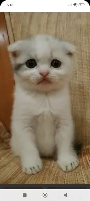 Вислоушки.Шотланские1,5 месяцев.