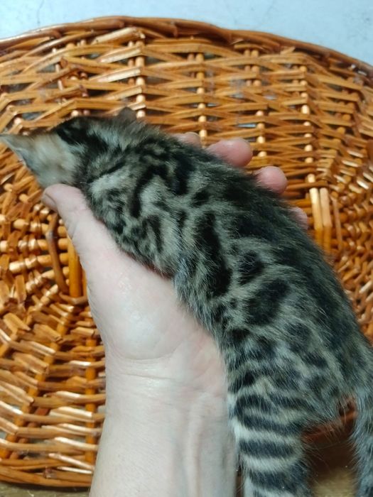 Бенгальский котёнок мальчик
