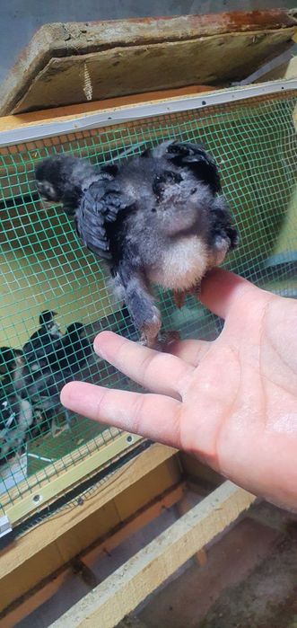 Andijon qora tovuq jòjalari