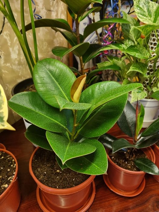 Фикус эластика и чёрный принц