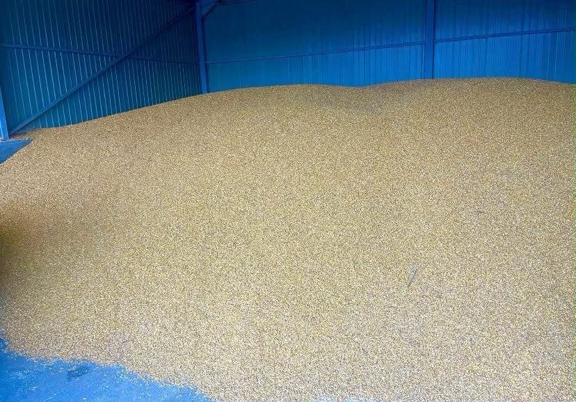 Porumb boabe, orice cantitate.