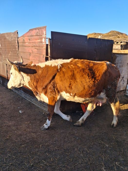 Продам КРС прдсосные коровы с  телятами