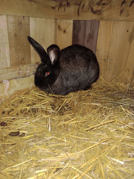 Iepurita cu 6 pui cauta alta casa