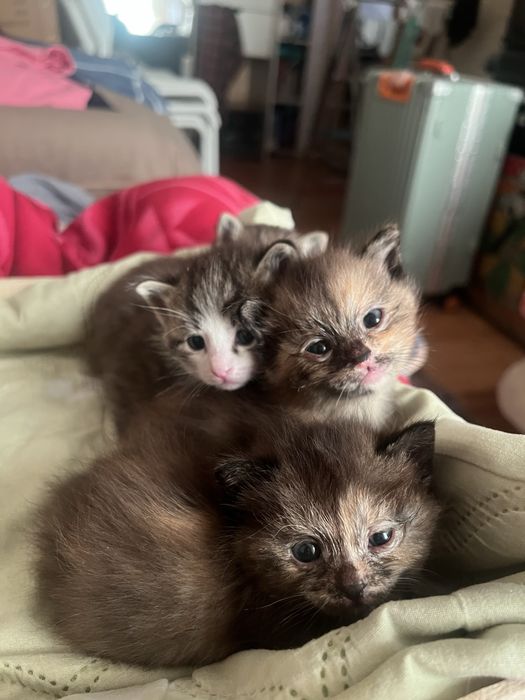 Отдам котят добрые руки
