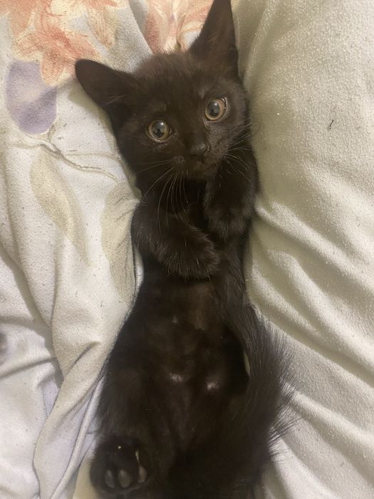 Отдам 5 котят 3 месяца