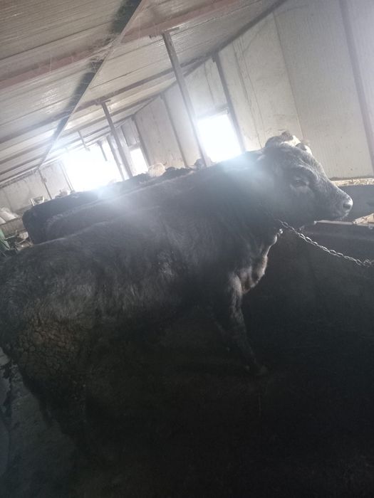 Vand 10 tauri si 2 junci