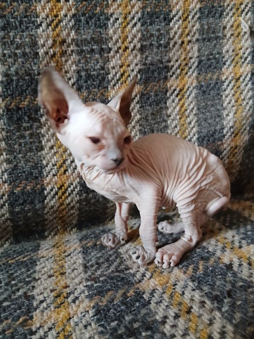 Продам милых котят.