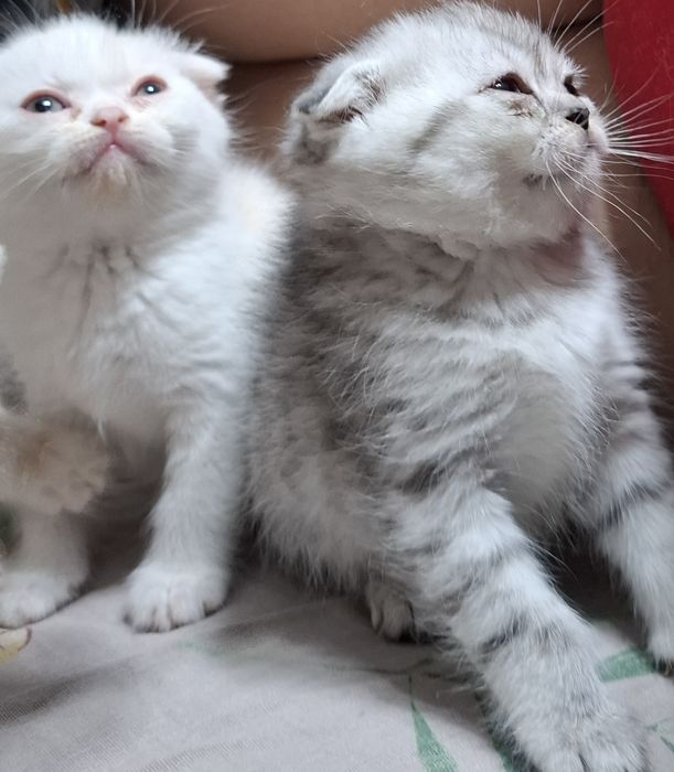 Продаются котята скотиш страйт.