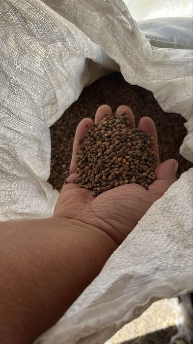 Продается чичевица 12 тонн самовывоз