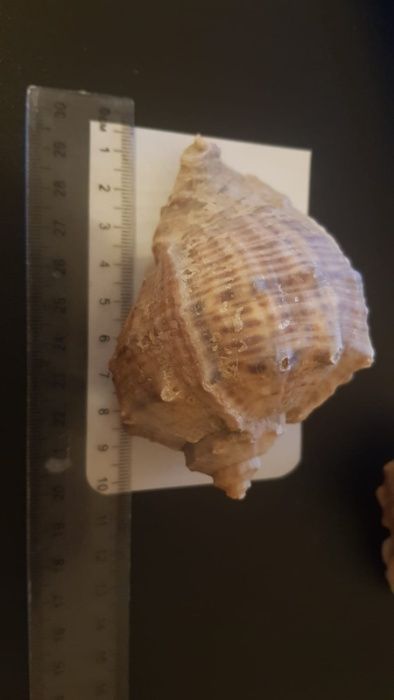 Cochilii melci RAPANE de dimensiuni mari și foarte mari