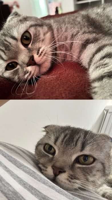 Вислоуха кошка ( девочка)