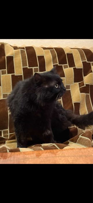 Упитанный котофей