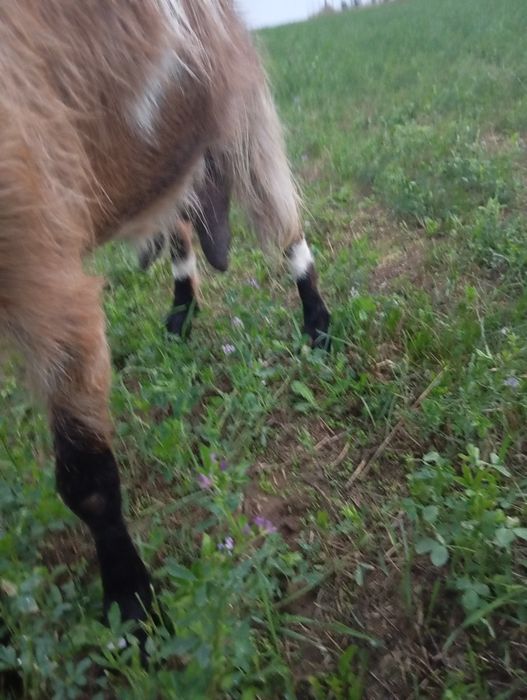 Vând capra de 3 ani