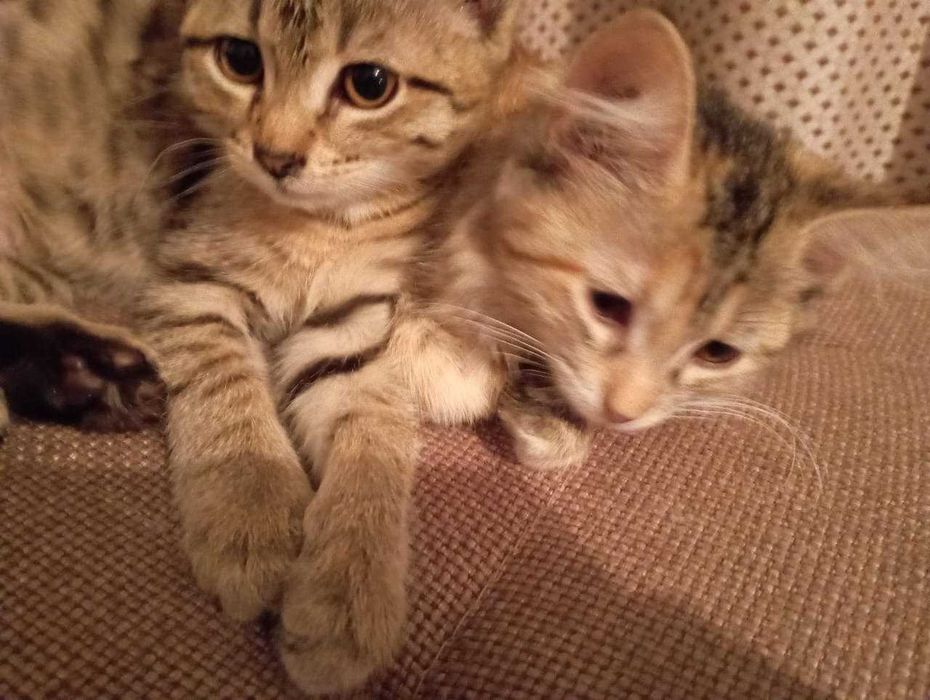 Отдам котят в хорошие руки