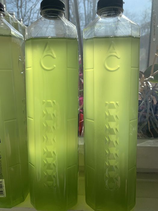 Daphnia Hrana Vie Pesti