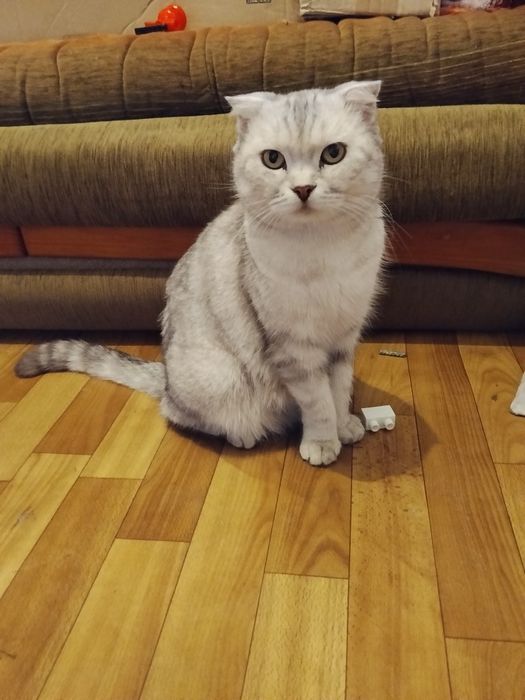 Котята от Вислоухой кошки.