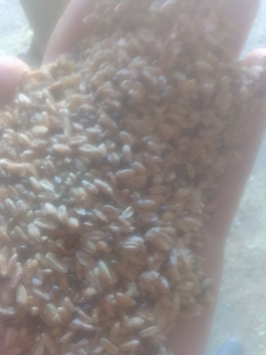 Зерноотходы Овес с мучкой Полова