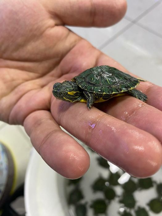 Рыбка для аквариума Магазин