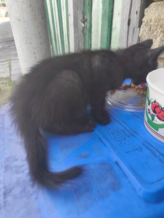 Черно мъжко коте