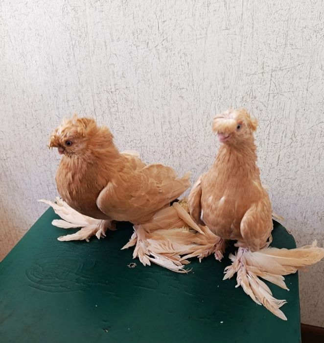 Голуби  продам .