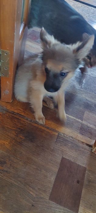 Щенок. Девочка. 2 месяца.