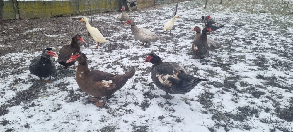 Rate mute 50 si 90 ron