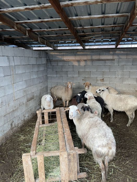 Кой баран козылы кой