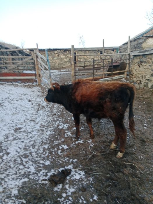 Сельхоз животные