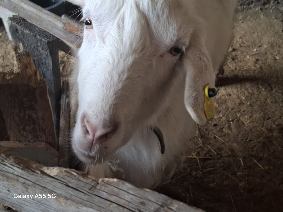 Қозылы қой мен ешкі сатылады