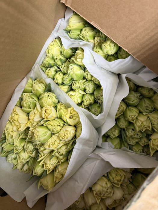 Тюльпаны Усть-Каменогорск