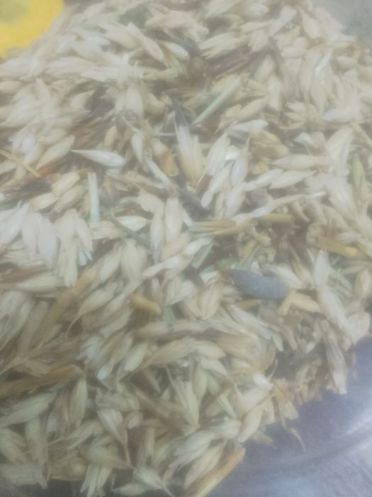 Отходы Полова Колоски