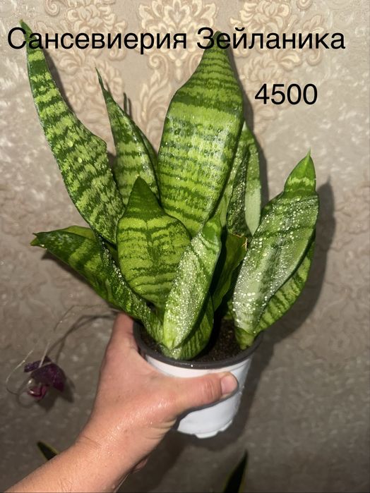 Сансевиерии продам
