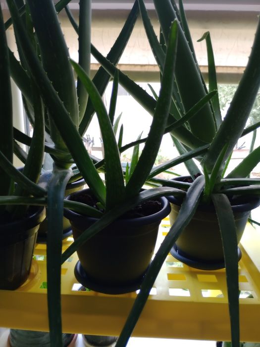 Цветок алоэ вера