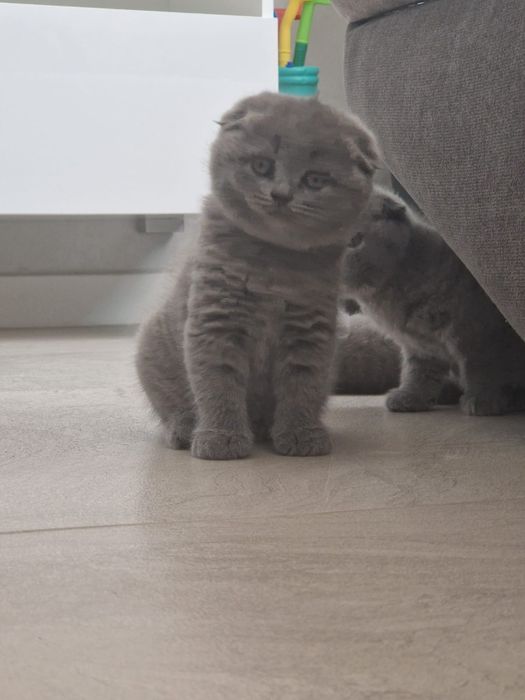 Имам Шотландски клепоухи котенца